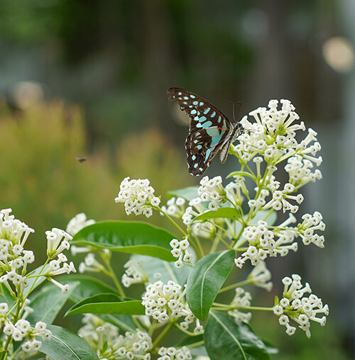Shma_Polinator-Garden